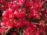 Flowering quince
