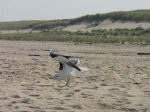 Gull lands